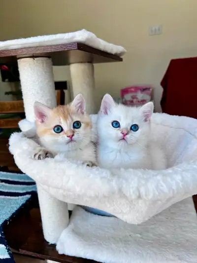 Kittens Available Together /Brother & Sister/ Lamajeur Cattery, View more