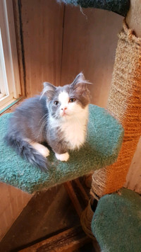 Sweet Standard Dwarf Female Munchkin Russian Blue Ragdoll 