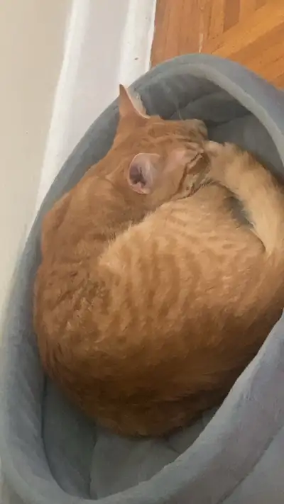 Orange cat in need of home, View more