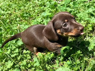 Miniature dachshund puppies registered health tested, View more