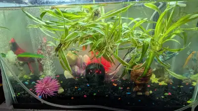 fish tank, View more
