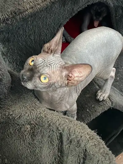 TICA and CFA registered Cattery listing Moon Vigil Sphynx has 3 pedigree males available as well as...