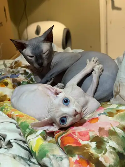 Beautiful kitten, only 6 months old, fully vaccinated, very healthy, cheerful, and playful. I'm sell...