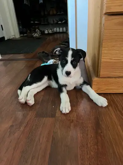 I bought this dog off kijiji for my boyfriend as a surprise, but we’re not quite ready for the commi...