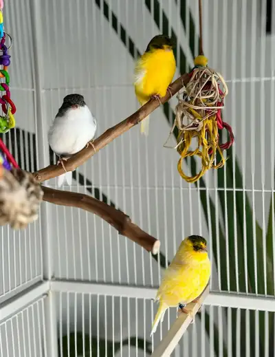 We are selling off our remaining birds and these 3 stunning GLOSTER canaries need a new loving home....