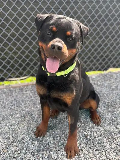 Rottweiler , View more