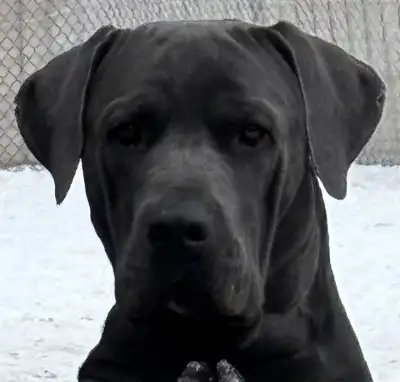 Cane Corso x Boerboel Boerso puppies , View more