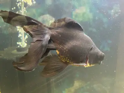 2 black moor gold fish  20$  for  both, View more