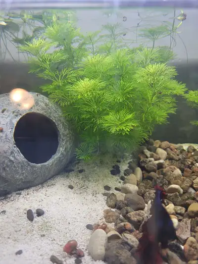 looking for, View more