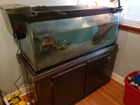 Turtle with set up 