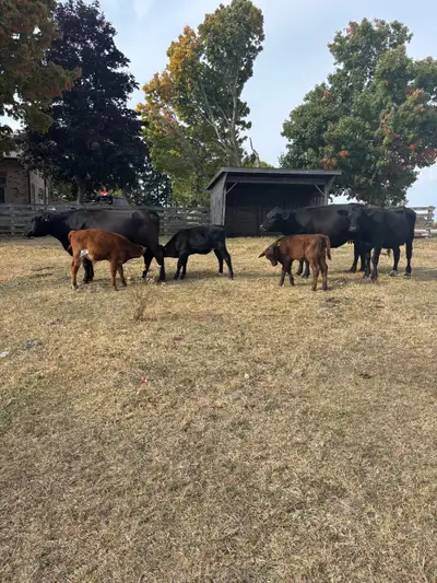 Looking for pasture ground to rent in the general Aylmer area for my couple beef cows