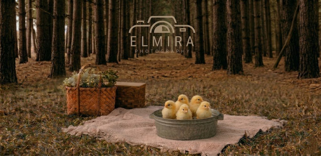 Spring Minis & Chicks!