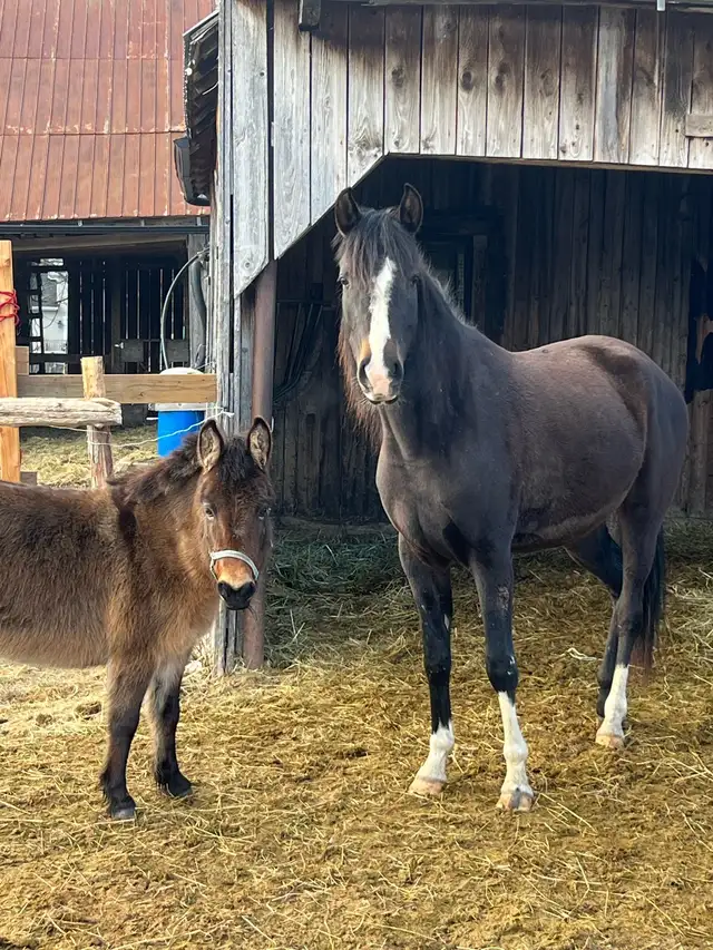 Equine Therapy476835759396628480