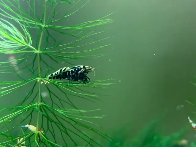 Fancy Black tiger Caridina SSS in Fish for Rehoming in City of Toronto - Image 2