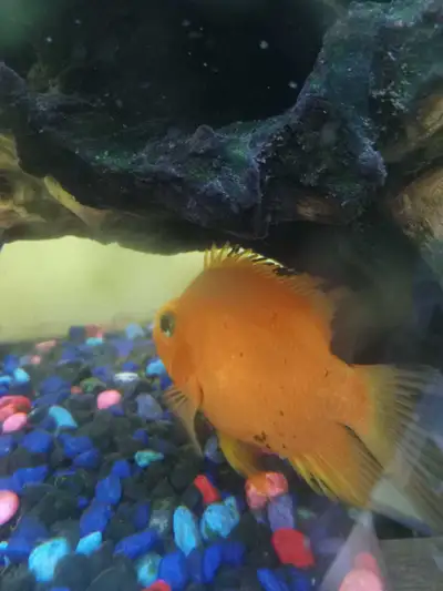 Free convict and parrot cichlids, View more