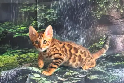 Leopard Look Bengal kittens – brown, silver rosetted - TICA, View more