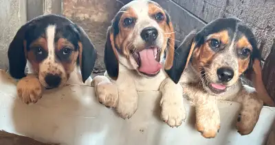 Beagle Puppies, View more