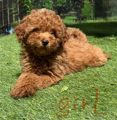 Mini poodle puppies, View more