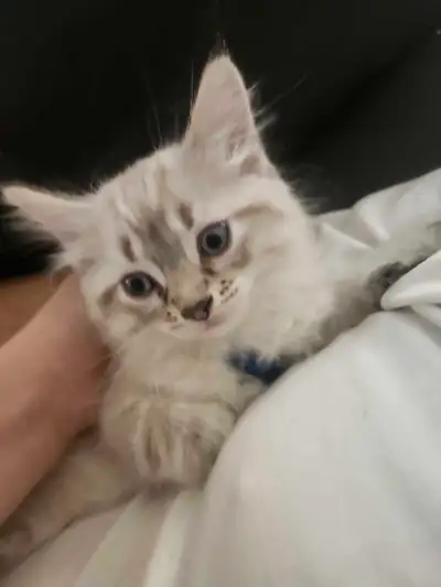 Ragdoll kittens , View more