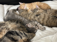 three cats for sale
