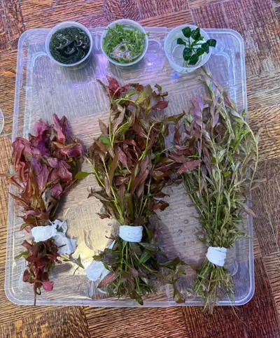 big aquarium plants bundle , View more