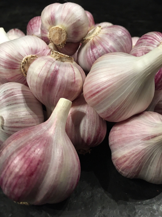 Music Garlic  in Other in Markham / York Region - Image 2