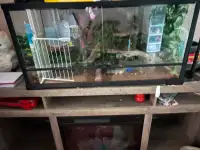 Two crested Geckoes and set up