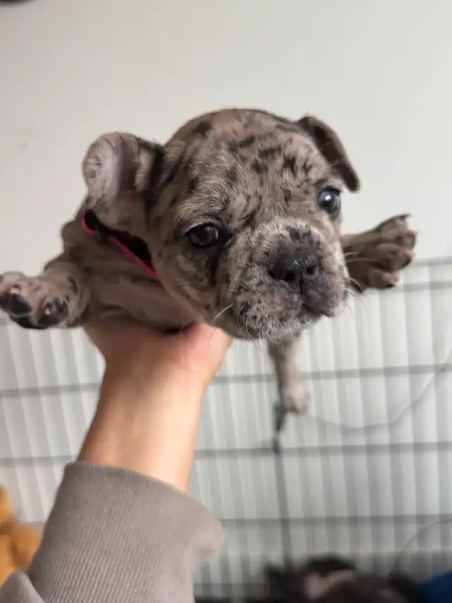 French Bulldog Puppies | Ready Soon | Pre-Booking in Dogs & Puppies for Rehoming in Kelowna - Image 7