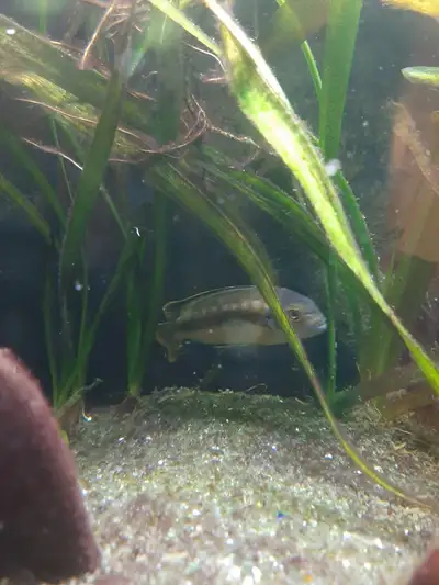 Bleu johanni cichlid a donner, View more