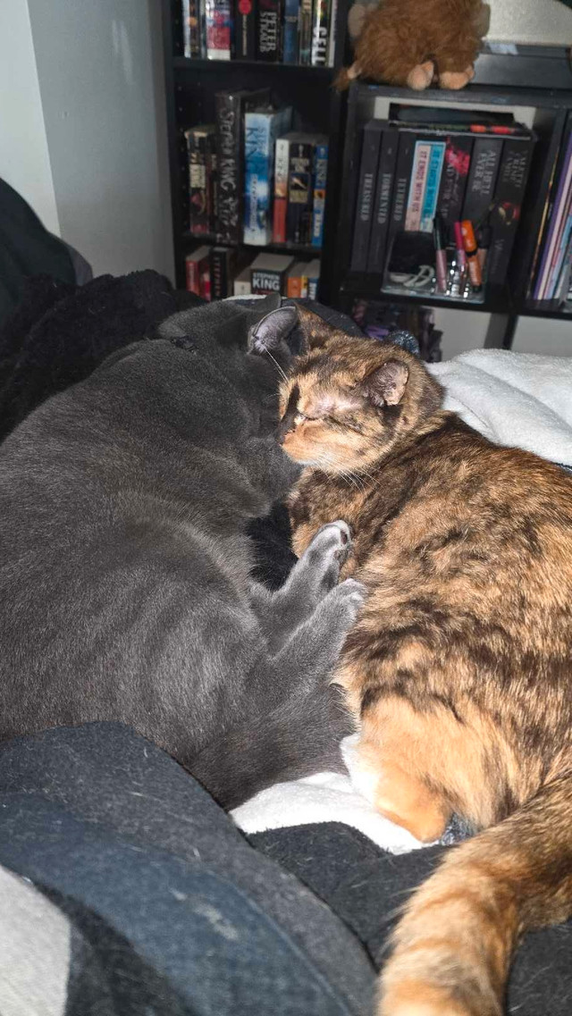gorgeous girl to good home in Cats & Kittens for Rehoming in Moncton - Image 3