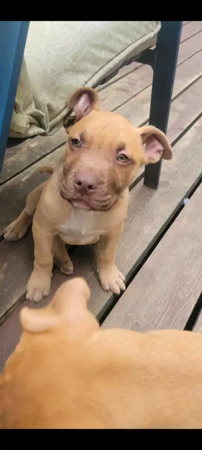 Boxer/Mastiff PUPPY’S!!! 1 left, View more