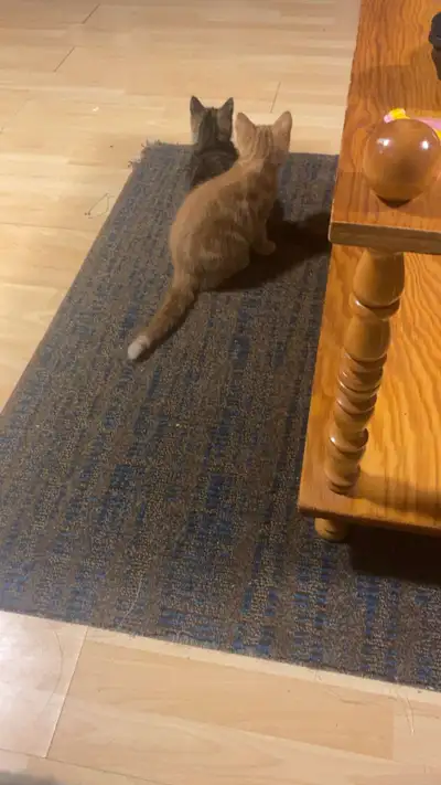 2 chats a donner. pris peut être négociable , View more