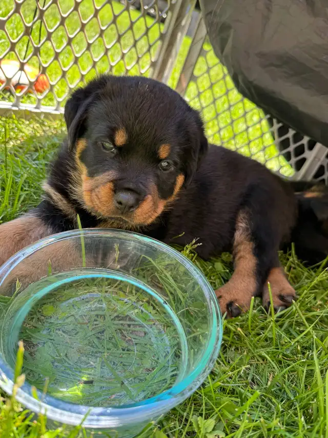 Purebred German Rottweiller puppies in Dogs & Puppies for Rehoming in Oshawa / Durham Region - Image 11