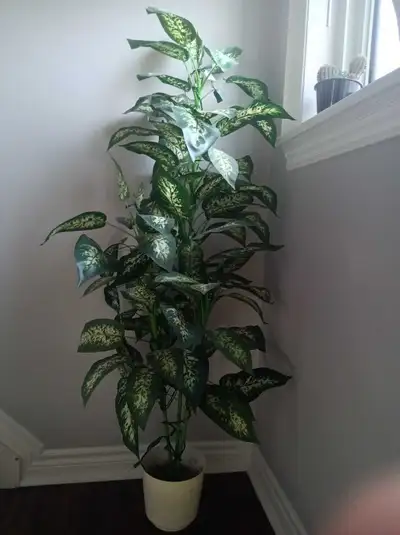 Artificial Dieffenbachia Plant, View more