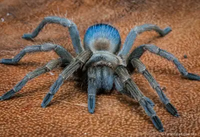 BEAUTIFUL TARANTULAS SPECIAL, View more