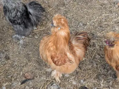 Silkie Chickens, View more