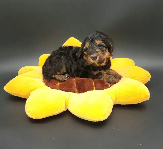 Mini bernedooodles in Dogs & Puppies for Rehoming in Vancouver - Image 3