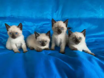 Friendly Siamese Kittens For Loving Home, View more