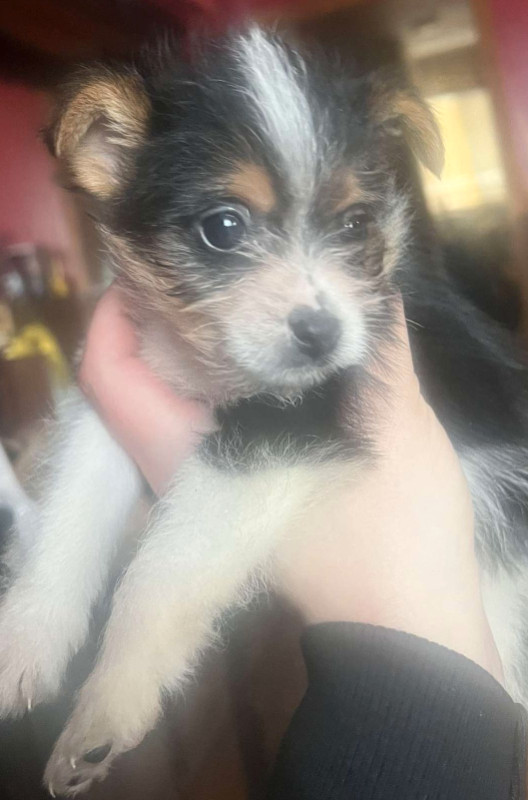 Chihuahua  x yorkie in Dogs & Puppies for Rehoming in Edmonton - Image 2
