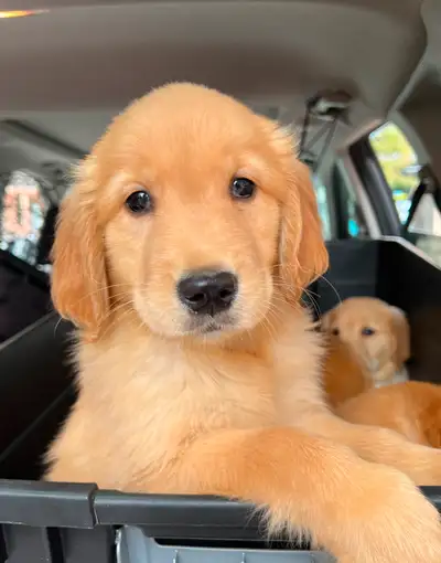 Purebred golden retriever puppies, View more