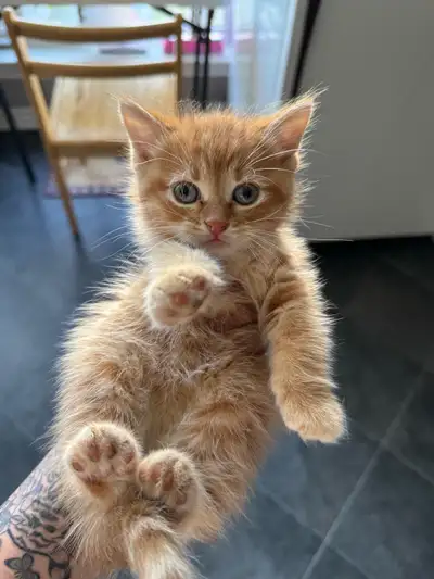 orange kittens, View more