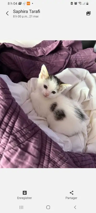 Bonjour, Nous avons 2 merveilleux chatons à vendre. Il s'agit de chatons appartenant à une chatte de...