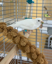 White Male Canary