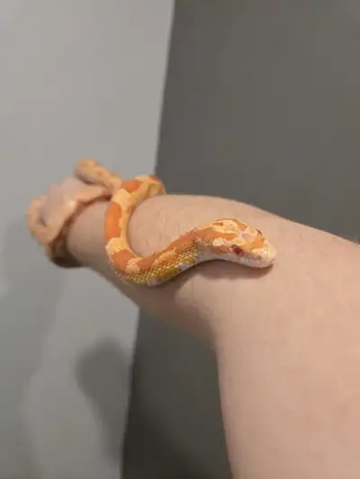 Corn snake, View more