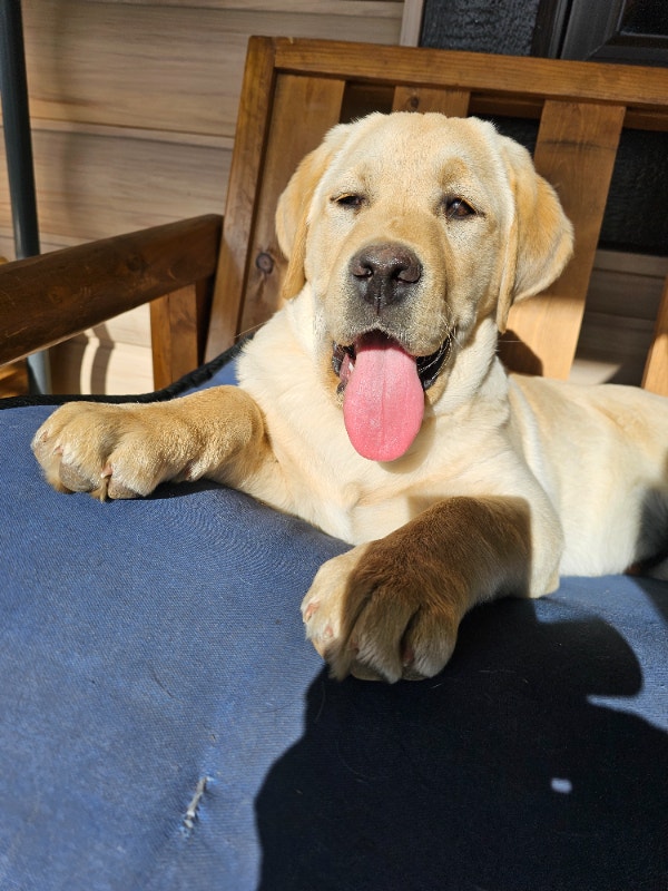 6 1/2 Month Old Male Purebred Yellow Lab Puppy Dogs & Puppies for
