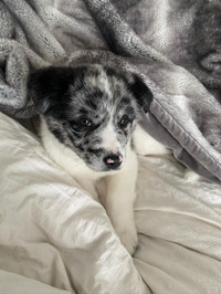 Aussie/Akita puppy for sale
