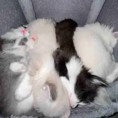 Beautiful Long-Haired Kittens, View more