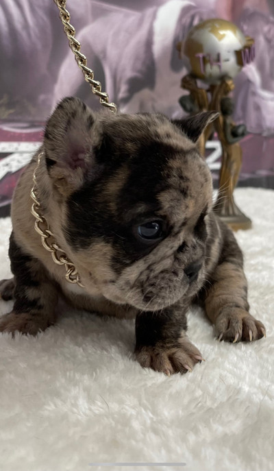 Real cudly pocket size fluffy big rope French bulldog pups 