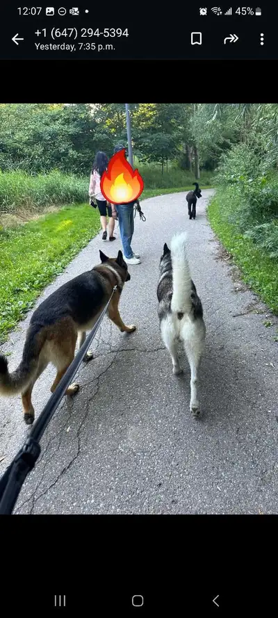 dog walker, View more
