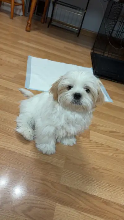 sweetheart shih tzu boy, View more